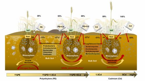 sel research 微塑料和鎘對小麥根際土壤微生物群落和功能類群影響的協(xié)同效應